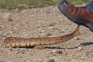 rattlesnake protection boot reviews